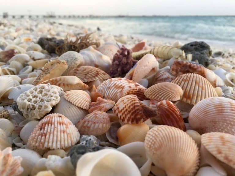 ferrallco beautiful shells