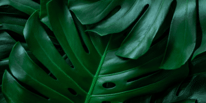 plant background blog 2