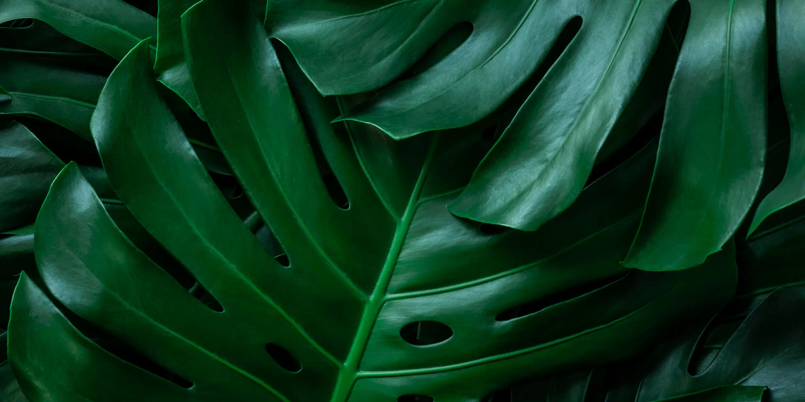 plant background blog 2