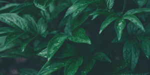 plant background blog 3