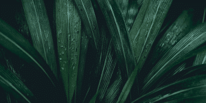 plant background blog