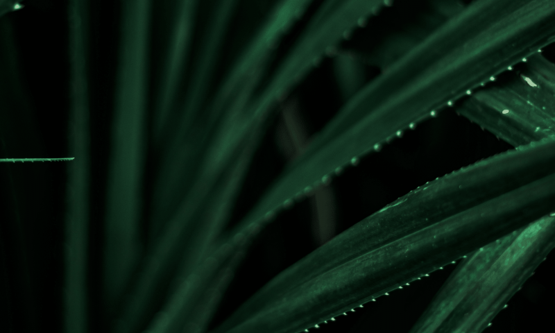 plant background blog 7